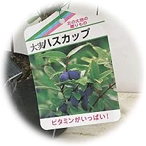 Amazon.co.jp: ハスカップの苗木 12-13.5cmポット苗 1年生苗 : DIY