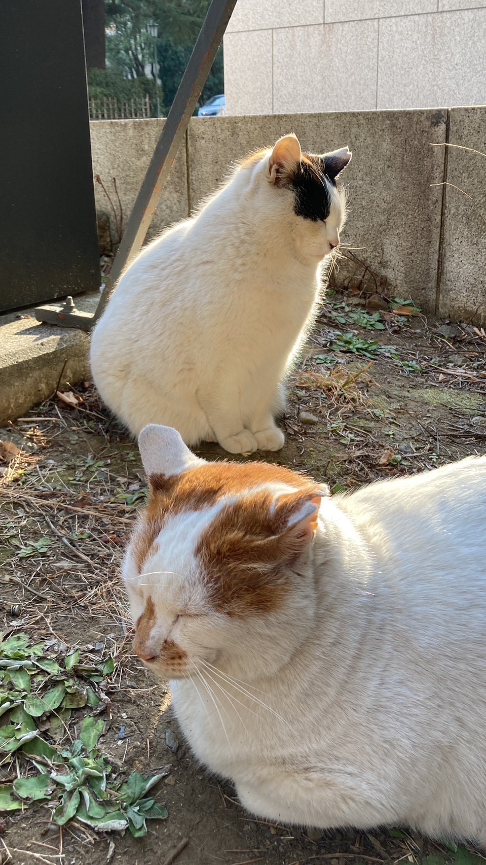 早大・早稲田キャンパスの地域猫「寧々」と「茶々」 - 高田馬場経済新聞