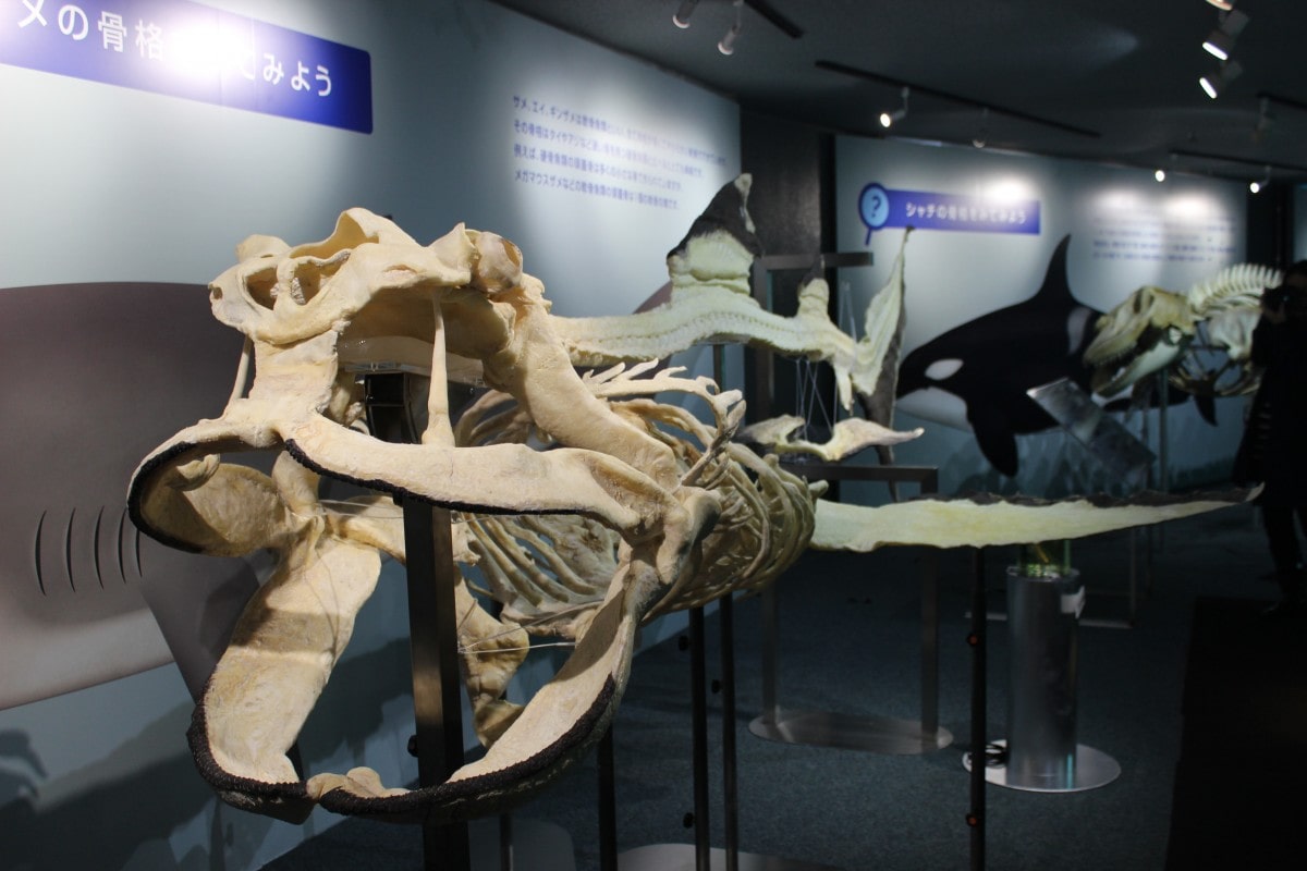 メガマウスザメの全身骨格標本 - 外房経済新聞