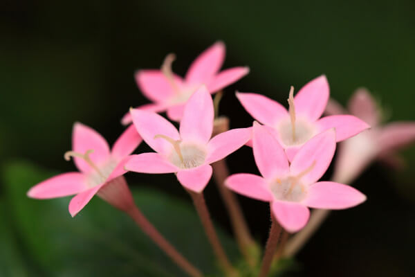 365日の誕生花・花言葉 一覧 ｜11月の誕生花｜花キューピット