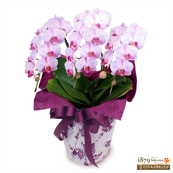 ミディ胡蝶蘭 ピンク 3本立ち（30輪前後） - モテギ洋蘭園胡蝶蘭