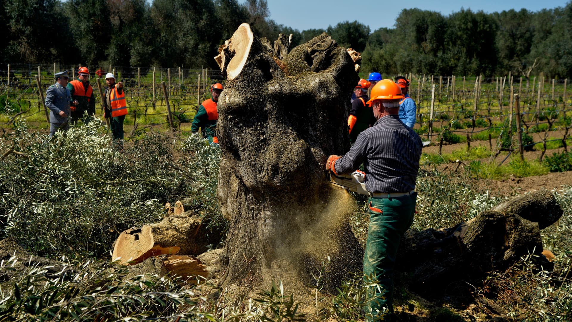 New Spray Could Protect Olive Trees from Xylella - Olive Oil Times