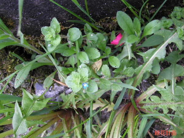 イヌノフグリ各種 | 青柳庵日記