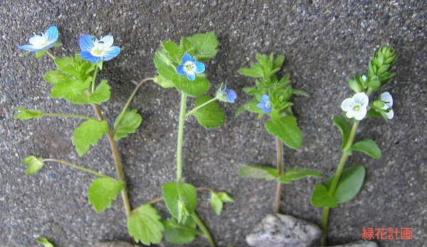 イヌノフグリ各種 | 青柳庵日記
