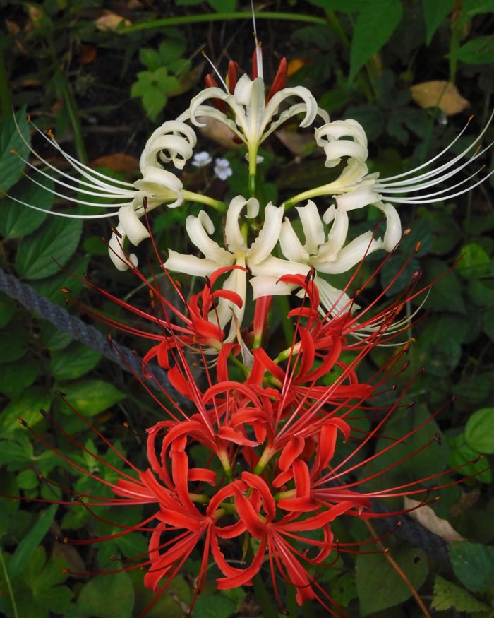 むさしの自然観察園 2024 ヒガンバナ 9月下旬開花状況＋蔵出し | K U R