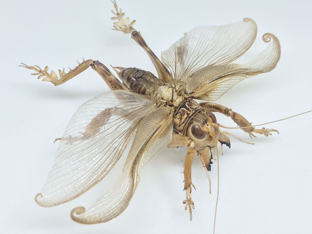 昆虫標本】マキバネコロギス Schizodactylus monstrosus 開翅標本の