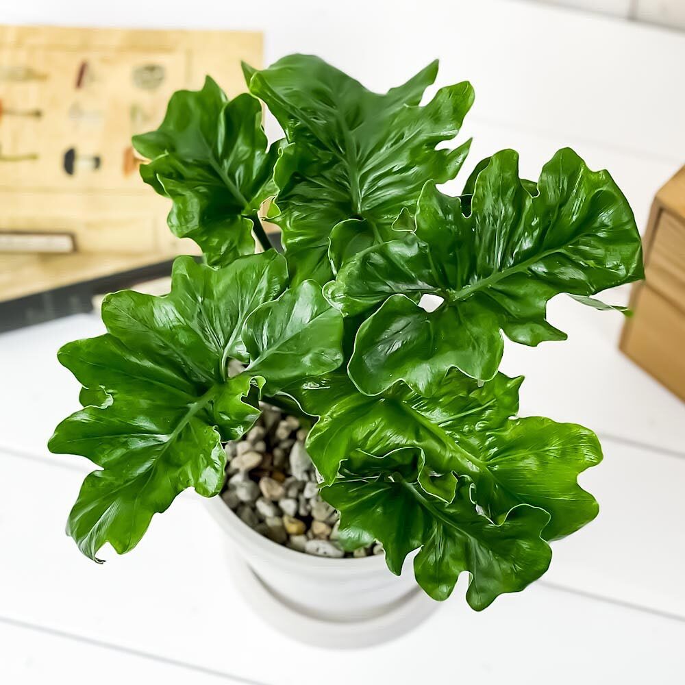 PLANCHU 観葉植物 フィロデンドロン セローム スーパーアトム 5号樹脂