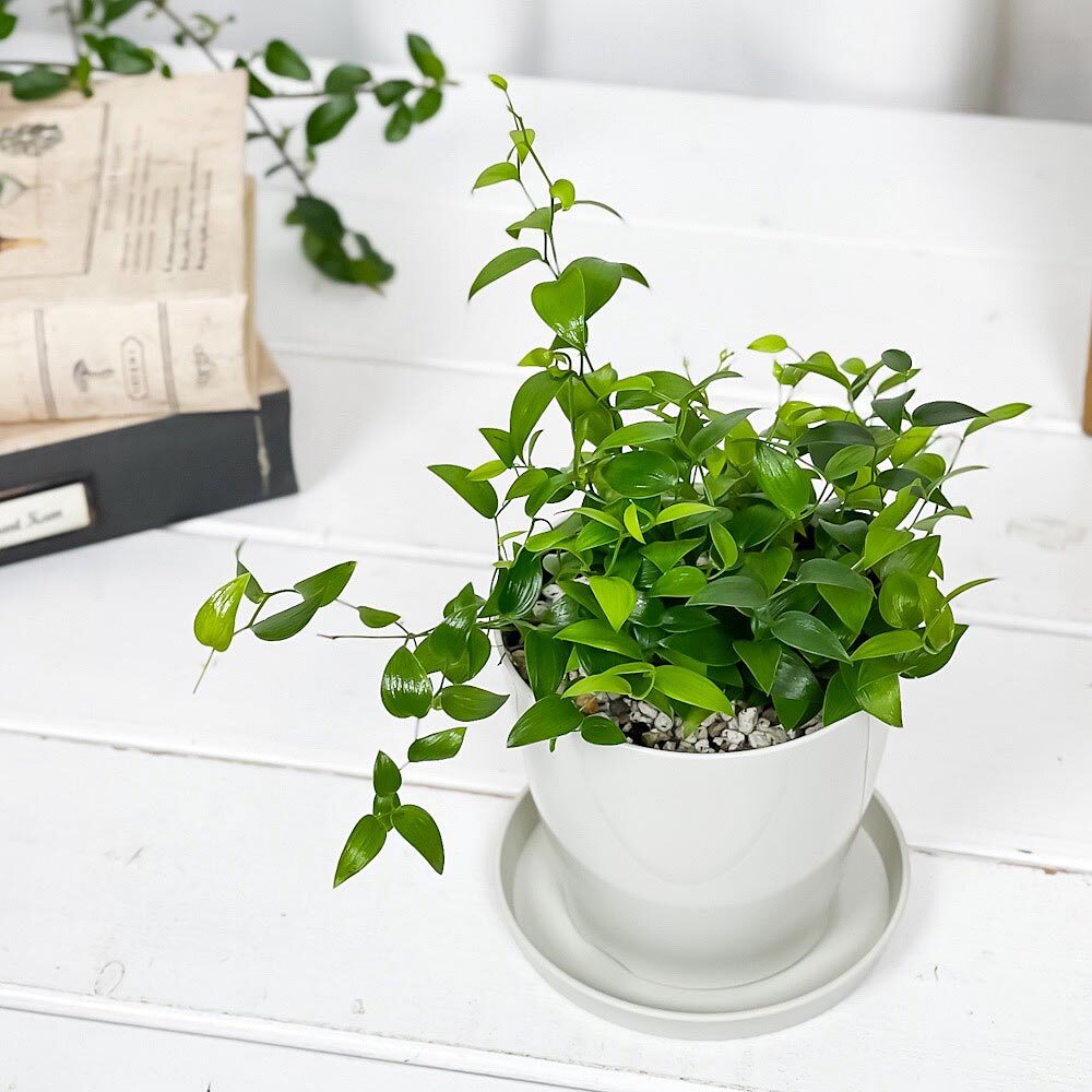 PLANCHU 観葉植物 アスパラガス スマイラックス 3.5号鉢 受け皿付き