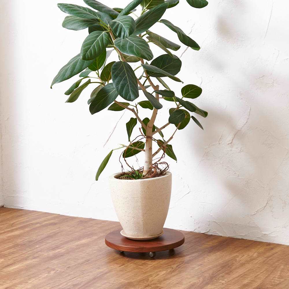 無垢材のキャスター付き プランターベース ウォルナット 径24cm 通販