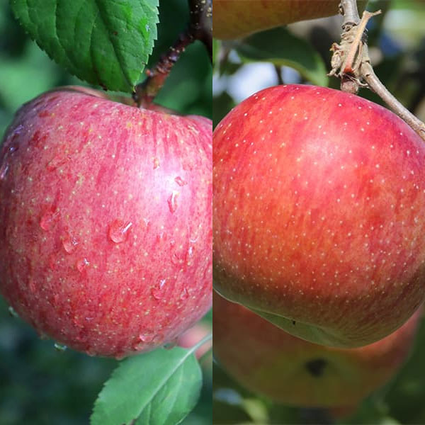 園芸ネット本店｜リンゴ2種受粉樹セット：ふじ（富士）と津軽（つがる