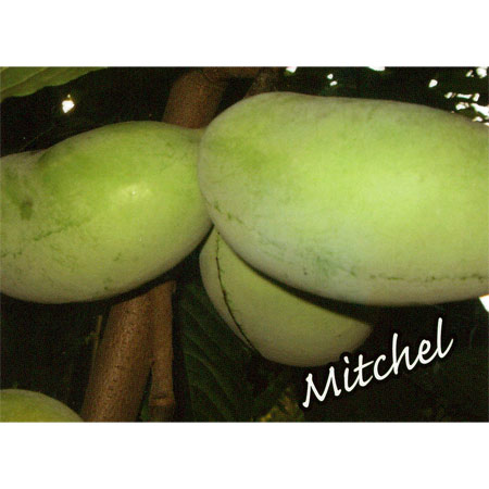 園芸ネット本店｜ポポー：ミッチェル（接木苗）5～6号ポット の通販