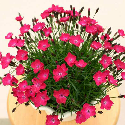 園芸ネット本店｜ナデシコ（芳香四季咲き）：かほりスカーレット3号