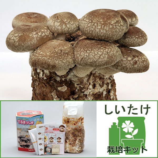 園芸ネット本店｜きのこ栽培セット：でるまっしゅ しいたけ の通販【公式】
