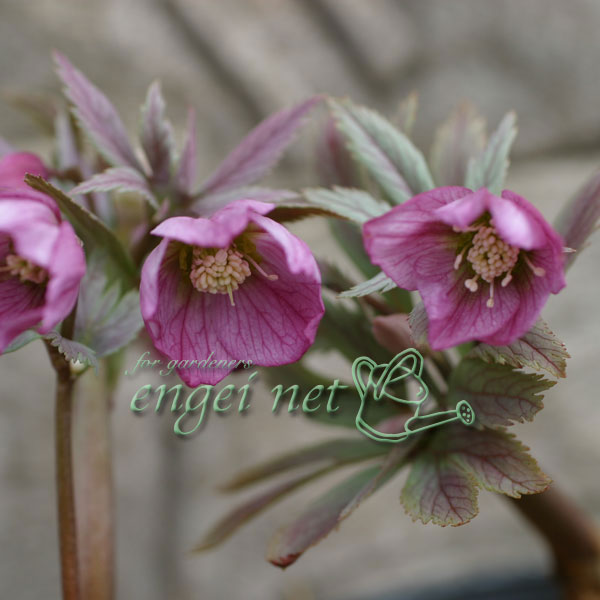 園芸ネット本店｜クリスマスローズ（原種系）：チベタヌス3号ロング