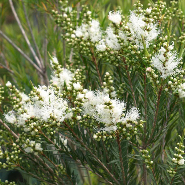園芸ネット本店｜[26年4月上旬予約]メラレウカ：スノーインサマー4～5