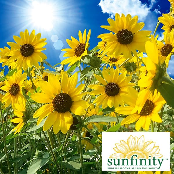 園芸ネット本店｜ヒマワリ：サンフィニティ3.5号ポット 5株セット の