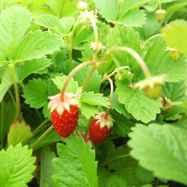 園芸ネット本店｜ワイルドストロベリー：ミグノネッテ3号ポット 2株