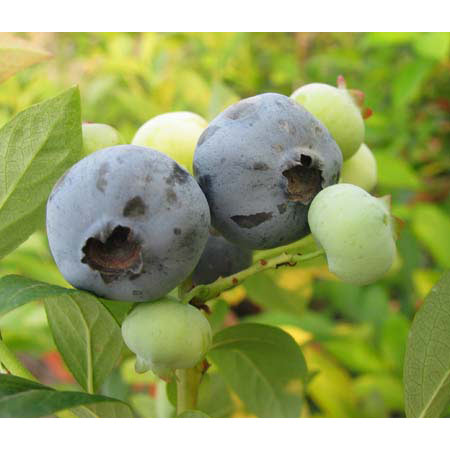 園芸ネット本店｜ブルーベリー（ハイブッシュ系）：チャンドラー5号