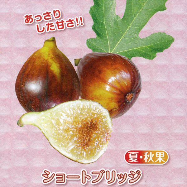 園芸ネット本店｜甘～いミニイチジク：ショートブリッジ3号ポット の