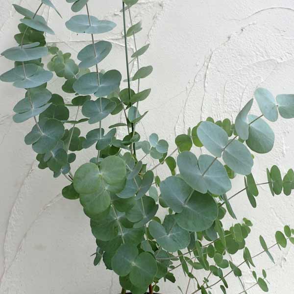 園芸ネット本店｜ユーカリ：シネレア（銀丸葉）5-5.5号鉢植え の通販