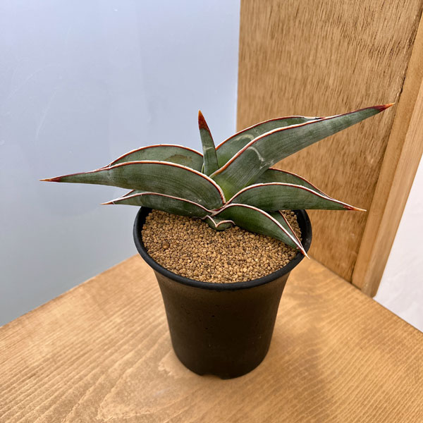 園芸ネット本店｜サンセベリア：ロリダ 3号鉢植え の通販【公式】