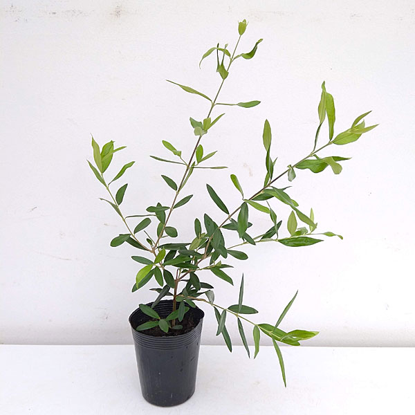 園芸ネット本店｜オリーブ：ひなかぜ（HINAKAZE）3.5号ポット の通販