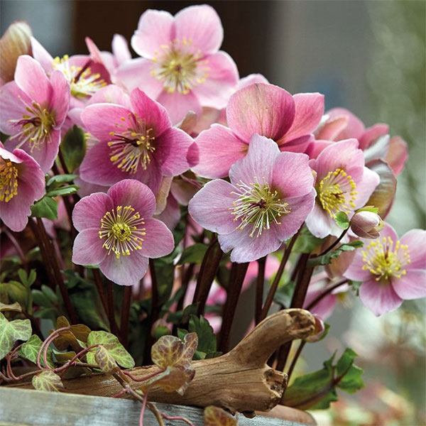 園芸ネット本店｜クリスマスローズ：ニゲル バーブームシフラ4号ポット