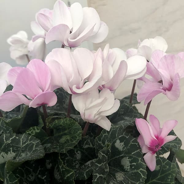 園芸ネット本店｜シクラメン（八重咲き）：ウインク シャワーピンク5号