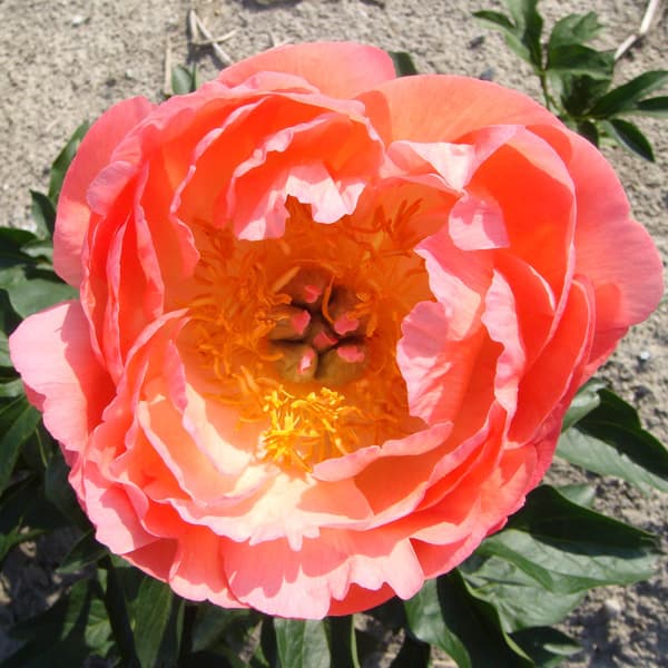 園芸ネット本店｜シャクヤク（芍薬）：コーラルサンセット4号ポット の