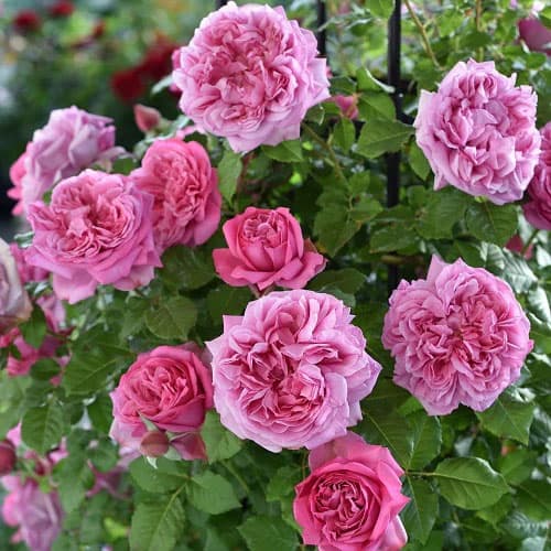 園芸ネット本店｜デルバールローズ：ローズ・ポンパドゥール6号角