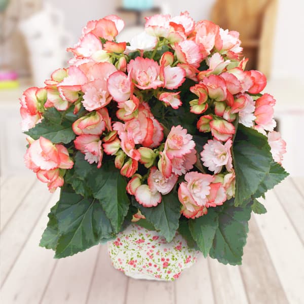 園芸ネット本店｜リーガースベゴニア：ピンクフラーニャ 5号底面給水