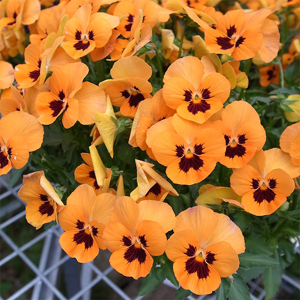 園芸ネット本店｜×ビオラ：カリフォルニア オレンジブロッチ3.5号