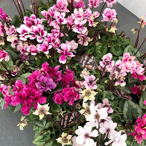 園芸ネット本店｜シクラメン：フェアリーピコ3.5号ポット の通販【公式】