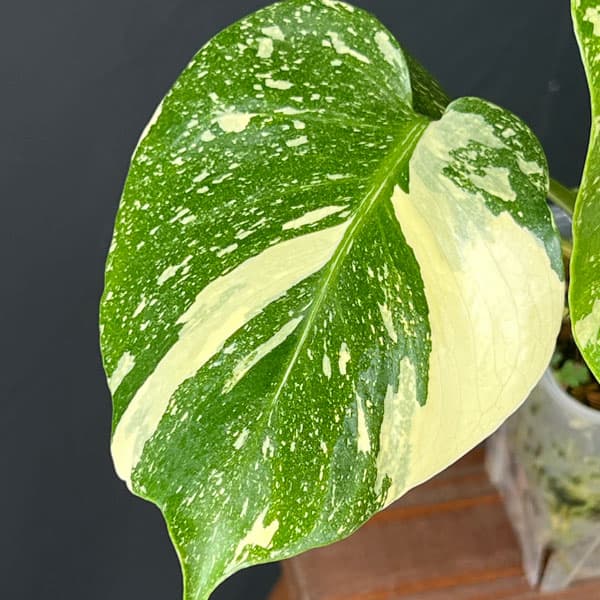 園芸ネット本店｜モンステラ：タイコンステレーション 選抜株 3号