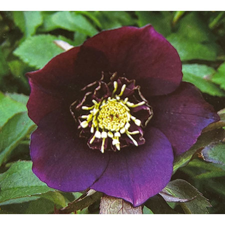 園芸ネット本店｜杉光園芸さんのクリスマスローズ：セミダブルパープル