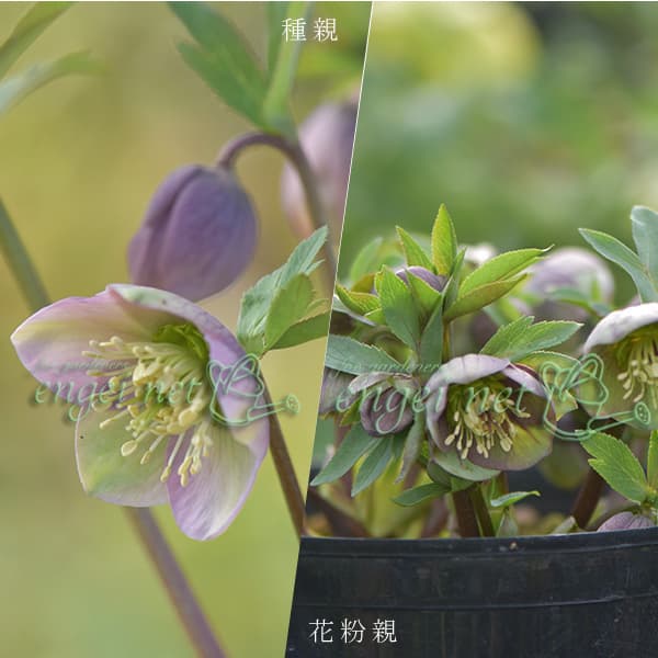 園芸ネット本店｜【お1人様1ポット】大和園さんのクリスマスローズ：24