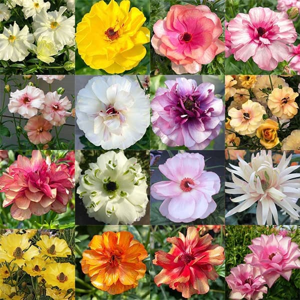 園芸ネット本店｜ラナンキュラス：ラックス 品種おまかせ3.5-4号ポット