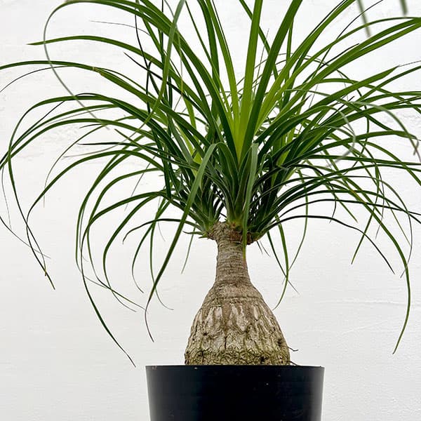 園芸ネット本店｜トックリラン（ノリナ）6号硬質ポット* の通販【公式】