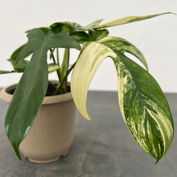 園芸ネット本店｜フィロデンドロン：フロリダビューティーバリエガータ