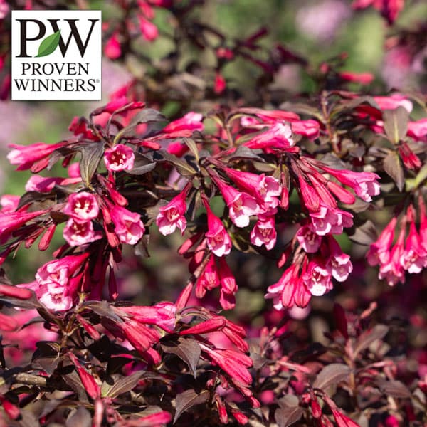 園芸ネット本店｜ワイゲラ：ベリーファインワイン5号鉢植え の通販【公式】