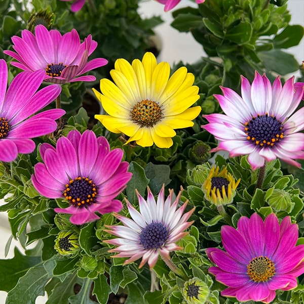 園芸ネット本店｜オステオスペルマム：ミスティ花色ミックス3号ポット