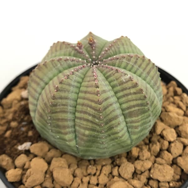 園芸ネット本店｜ユーフォルビア：オベサ 3号鉢植え の通販【公式】