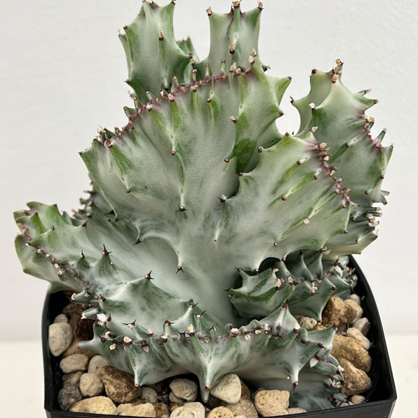 園芸ネット本店｜ユーフォルビア：ラクティアホワイトゴースト綴化