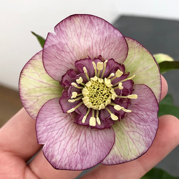 園芸ネット本店｜大和園さんのクリスマスローズ：25-10セミダブル4.5号