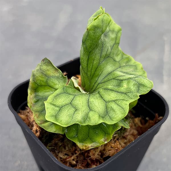 園芸ネット本店｜[ザ・ファームセレクト]ビカクシダ（コウモリラン