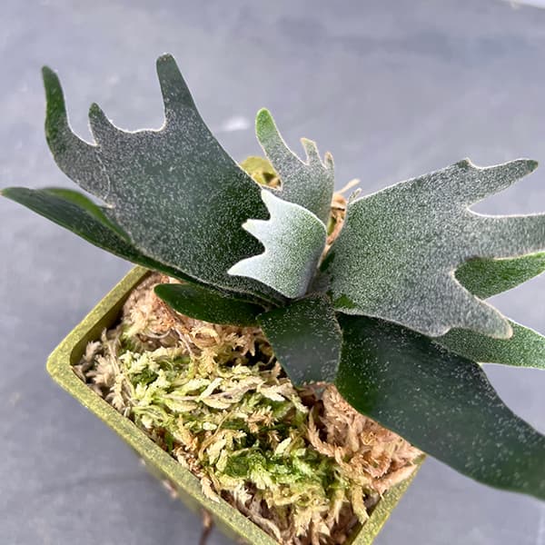 園芸ネット本店｜[ザ・ファームセレクト]ビカクシダ（コウモリラン