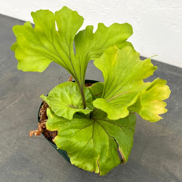 園芸ネット本店｜ビカクシダ（コウモリラン）：リドレイ モンキー