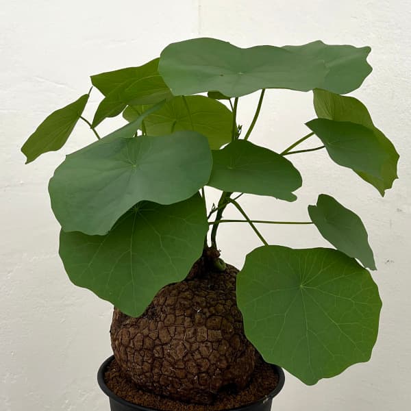 園芸ネット本店｜ステファニア：スベローサ 5号25-03 の通販【公式】