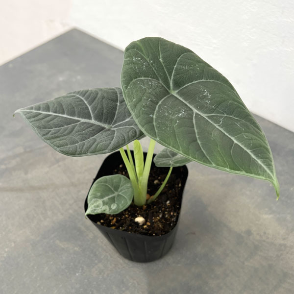 園芸ネット本店｜アロカシア：マラハニ 3.5号ポット* の通販【公式】