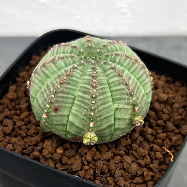 園芸ネット本店｜ユーフォルビア：オベサ 子吹きシンメトリカ 2.5号